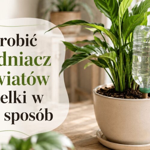 Jak zrobić nawadniacz do kwiatów z butelki w prosty sposób?